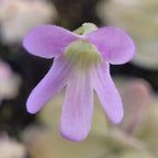 Light purple flower of a Pinguicula agnata x ehlersiae butterwort