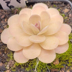 Pinguicula agnata x ehlersiae butterwort blushing peach-apricot under strong light