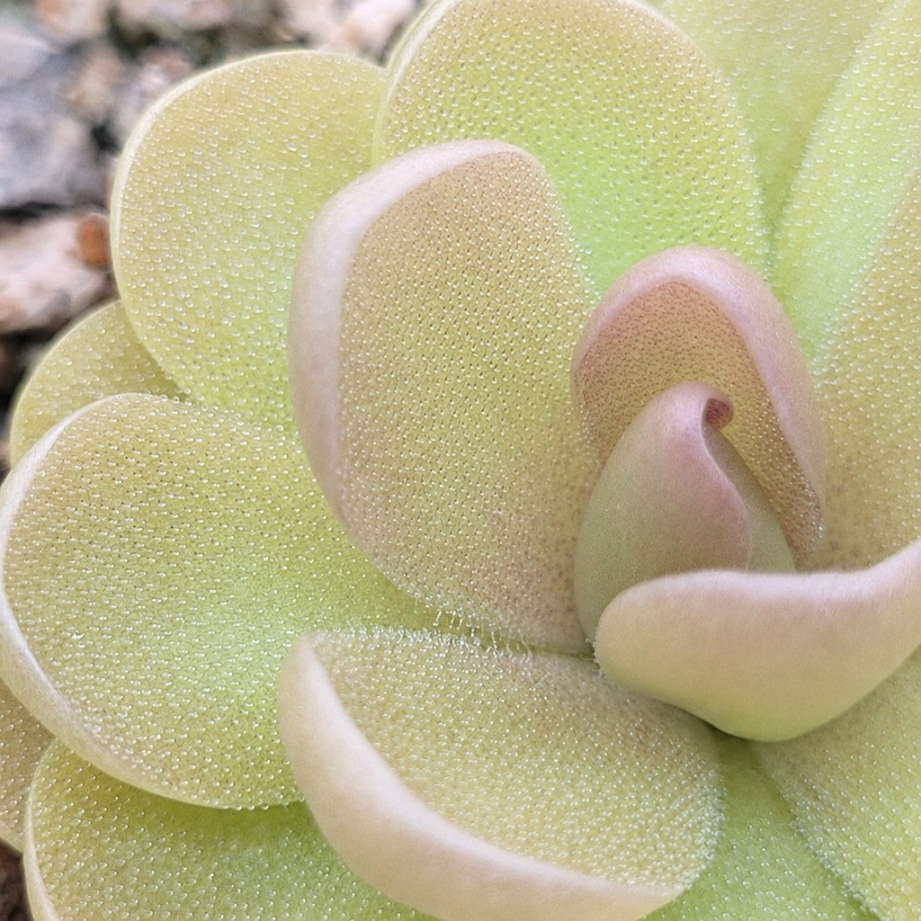 Close-up of the peach-tinted centre leaves of a Pinguicula agnata x ehlersiae butterwort