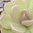 Close-up of the peach-tinted centre leaves of a Pinguicula agnata x ehlersiae butterwort
