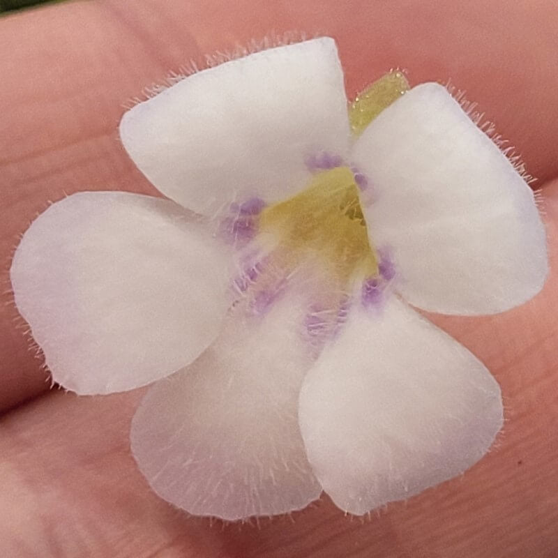 Pinguicula agnata 'El Lobo'