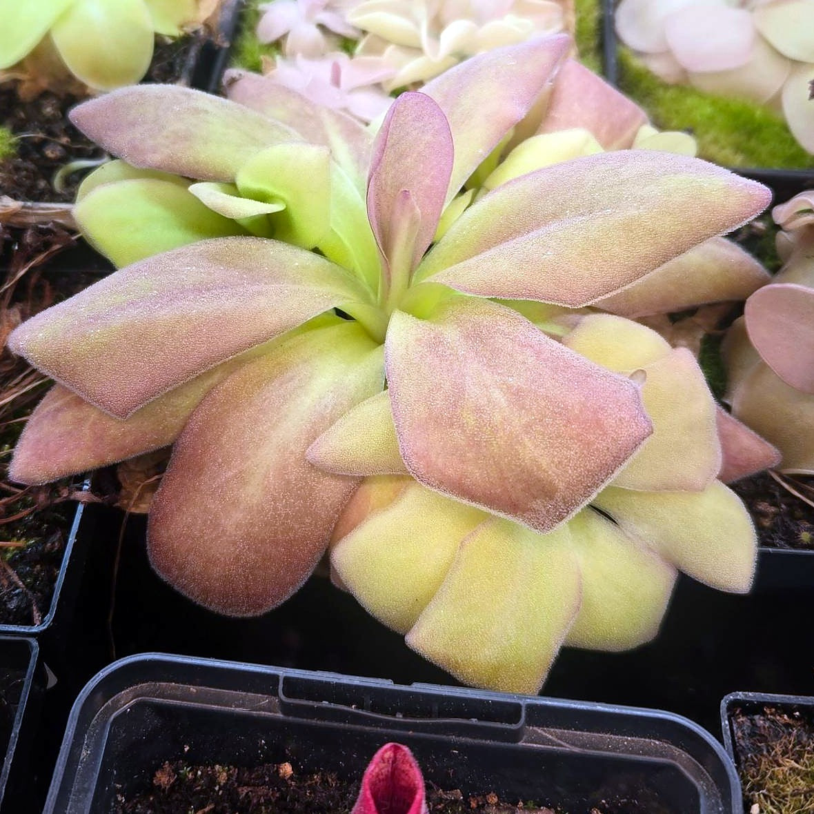 Pinguicula agnata 'El Lobo' butterwort rosette with broad, dewy leaves blushing pink