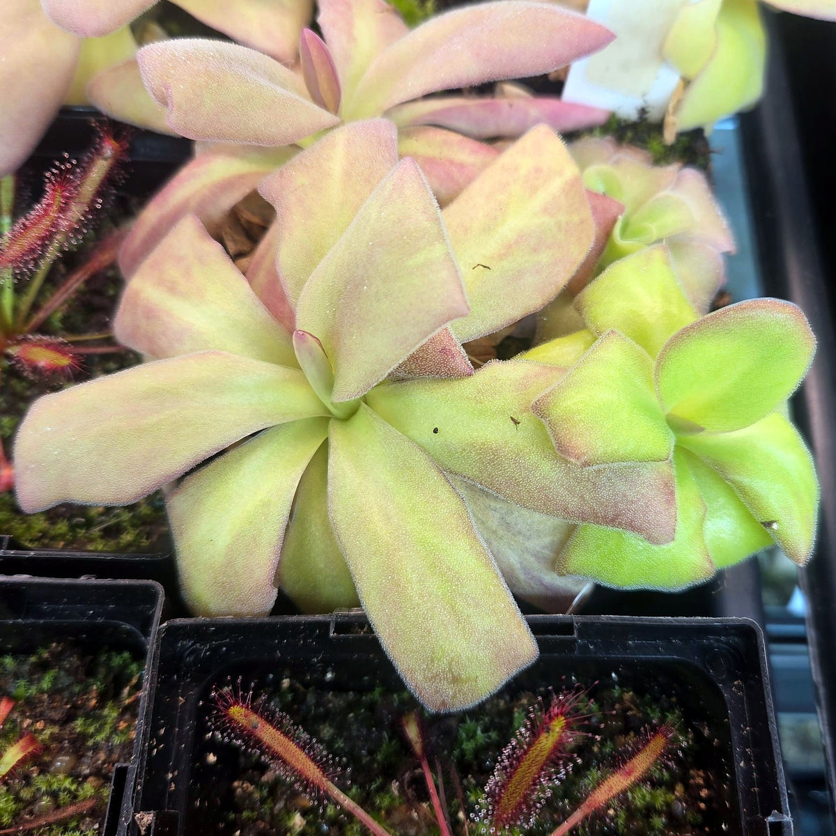 Pinguicula agnata 'El Lobo' butterwort with long, dewy leaves shading from lime green to soft pink