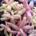 Clump of Pinguicula agnata 'Red Leaf' butterwort rosettes with narrow, dewy leaves in shades of pink to raspberry red