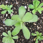 Pinguicula agnata x cyclosecta butterwort with soft grey-green leaves on dark soil