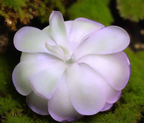 Pinguicula agnata x cyclosecta butterwort turned almost white with a light purple tint