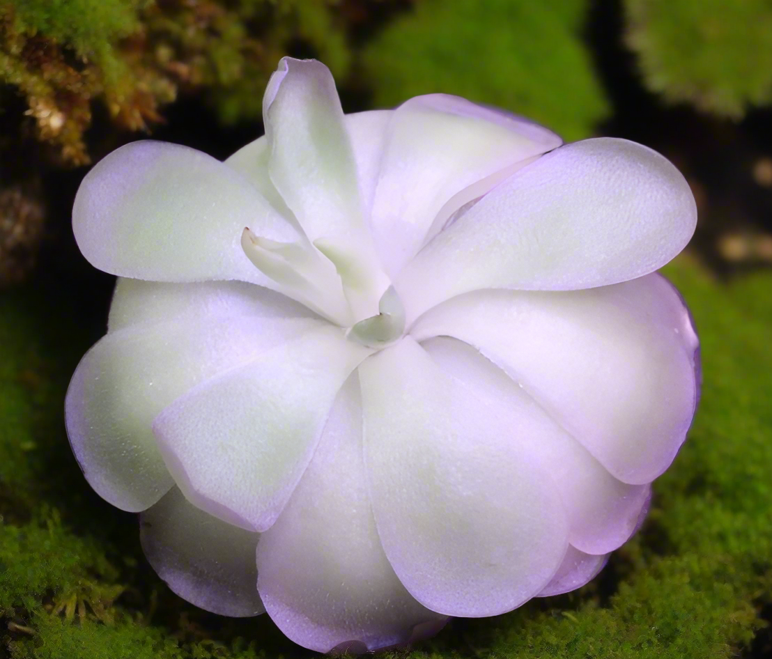 Pinguicula agnata x cyclosecta butterwort turned almost white with a light purple tint