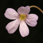 Pale pink flower with purple veins on a Pinguicula agnata x emarginata butterwort
