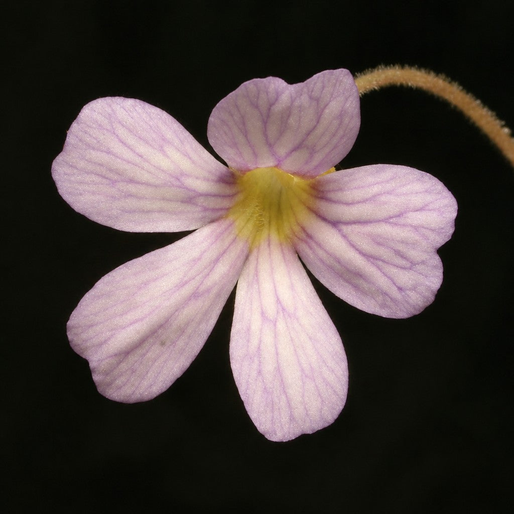 Pale pink flower with purple veins on a Pinguicula agnata x emarginata butterwort