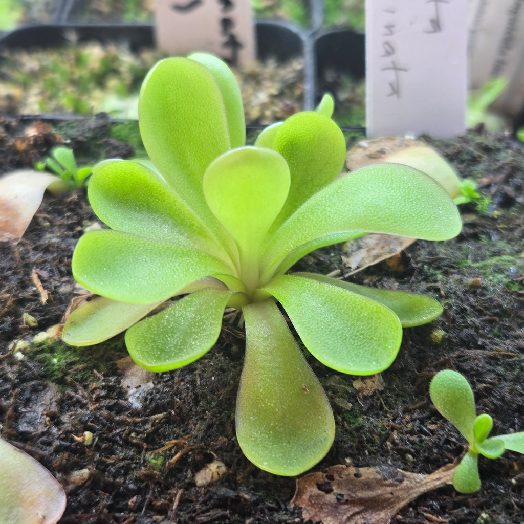 Pinguicula agnata x emarginata butterwort growing in a pot with bright green leaves