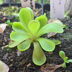 Pinguicula agnata x emarginata butterwort growing in a pot with bright green leaves