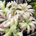 Dense clump of Pinguicula agnata x gypsicola butterwort rosettes with long, finger-like, finely hairy pale green leaves tipped in pink