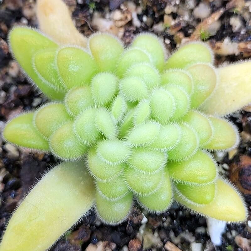Pinguicula agnata x gypsicola butterwort in its compact winter form, a tight rosette of short, plump, fuzzy lime-green leaves ringed by longer leaves