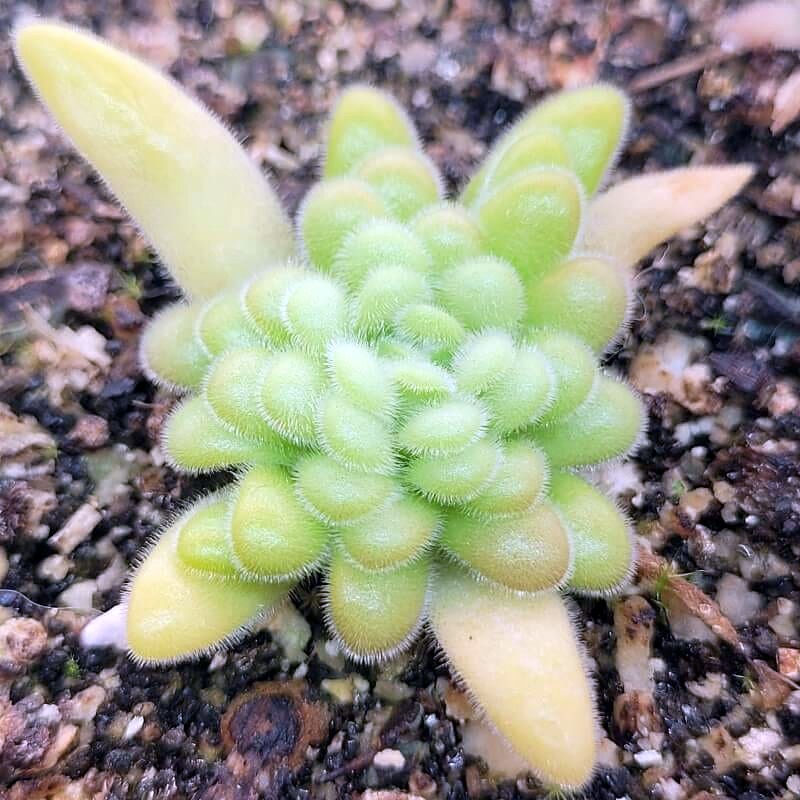 Pinguicula agnata x gypsicola butterwort winter rosette from above, rows of small, hairy, rounded green leaves with a few long pale leaves