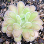 Pinguicula agnata x gypsicola butterwort rosette of spoon-shaped, finely hairy pale green leaves blushed pink at the tips
