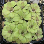 Pinguicula agnata x potosiensis butterworts filling a pot, seen from above