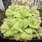 Pot of Pinguicula agnata x potosiensis butterworts with soft green leaves