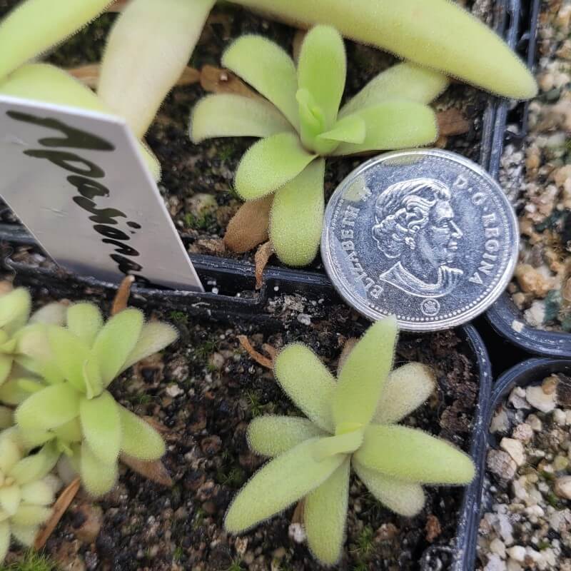Young Pinguicula 'Apasionada' butterworts beside a coin for scale