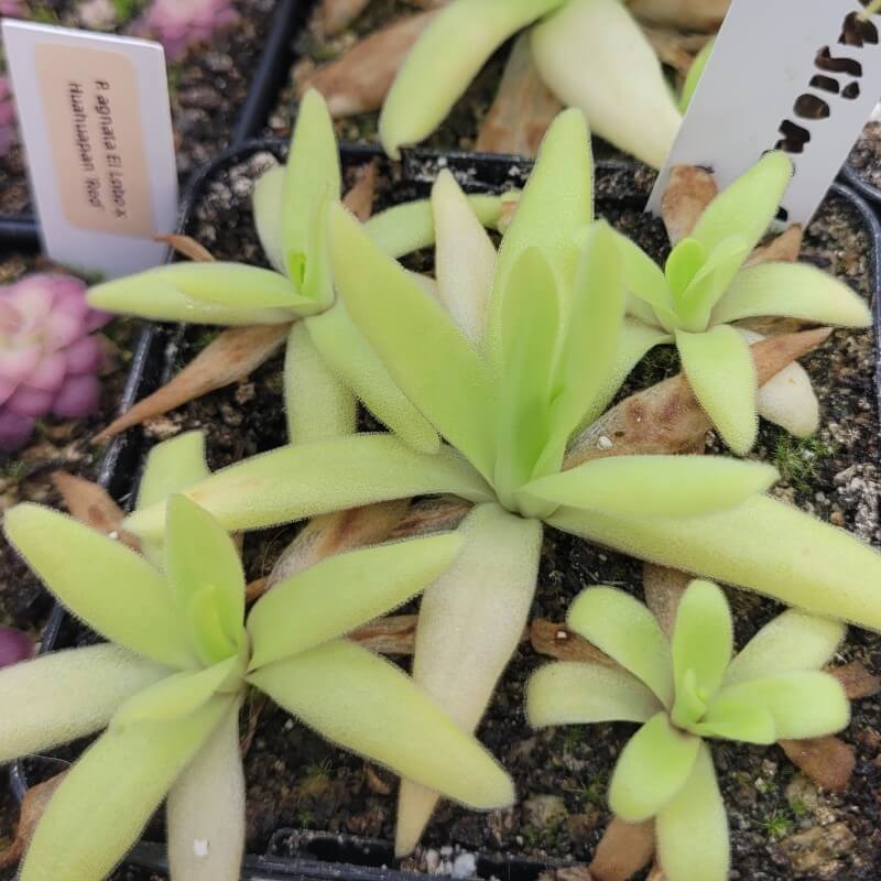 Cluster of Pinguicula 'Apasionada' butterworts with slender, semi-upright leaves