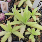 Cluster of Pinguicula 'Apasionada' butterworts with slender, semi-upright leaves