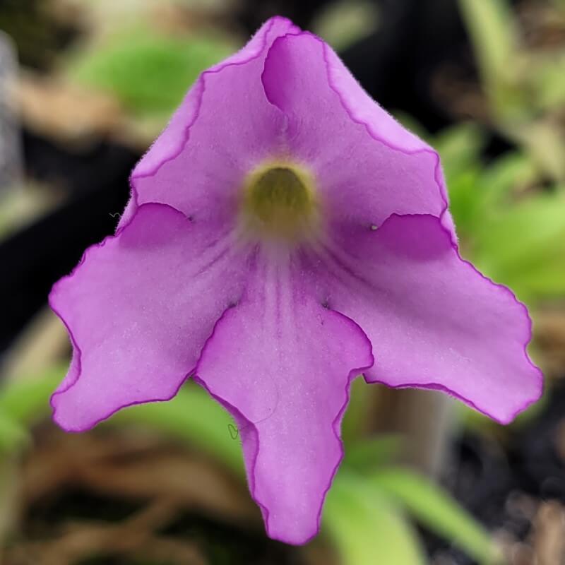 Pinguicula 'Apasionada'