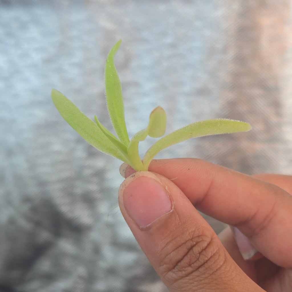 Bare-root Pinguicula 'Apasionada' butterwort held between fingers