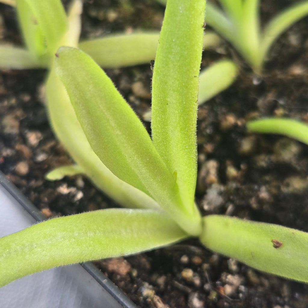 Narrow, upright pale green leaves of a Pinguicula 'Apasionada' butterwort