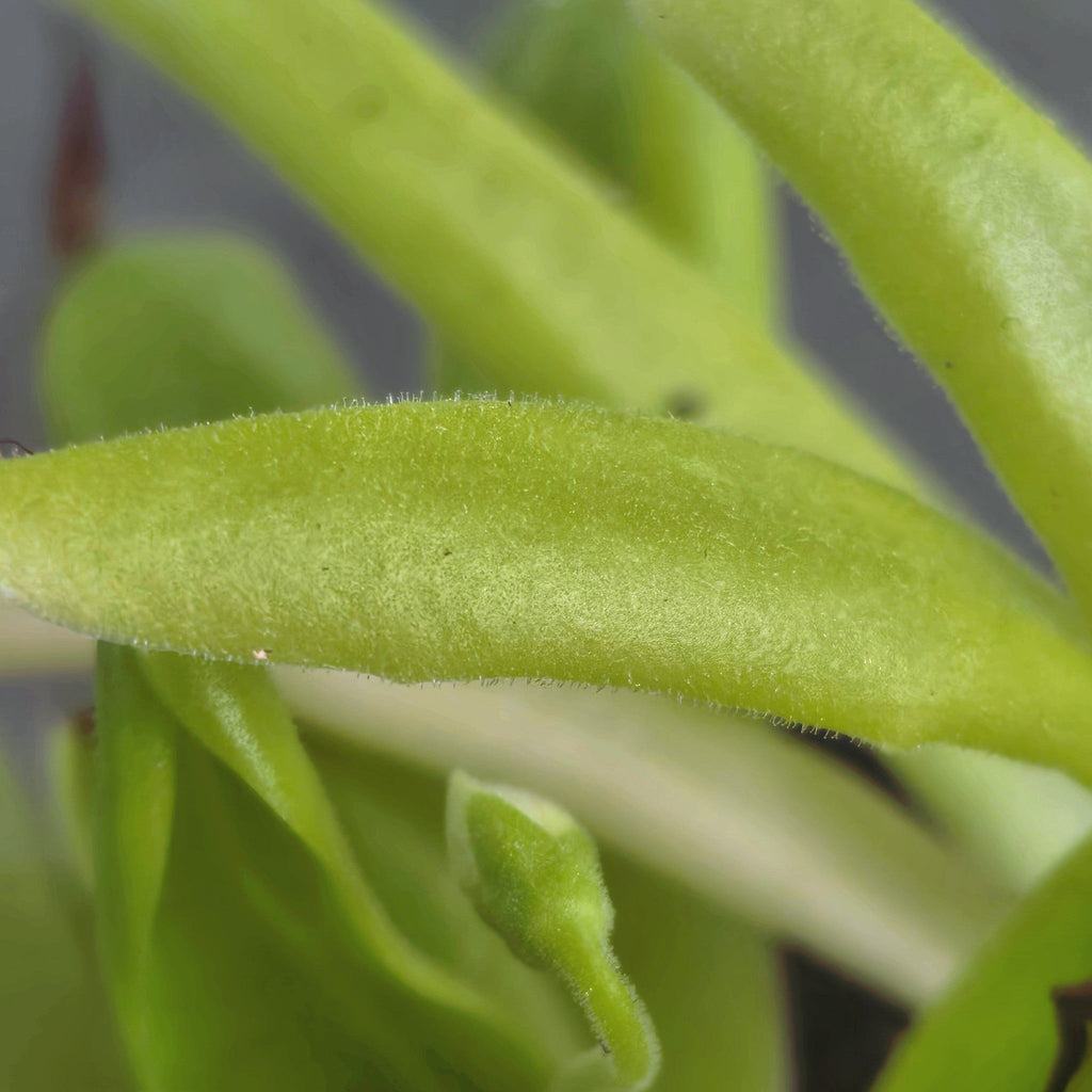 Close-up of a sticky, narrow Pinguicula 'Apasionada' butterwort leaf