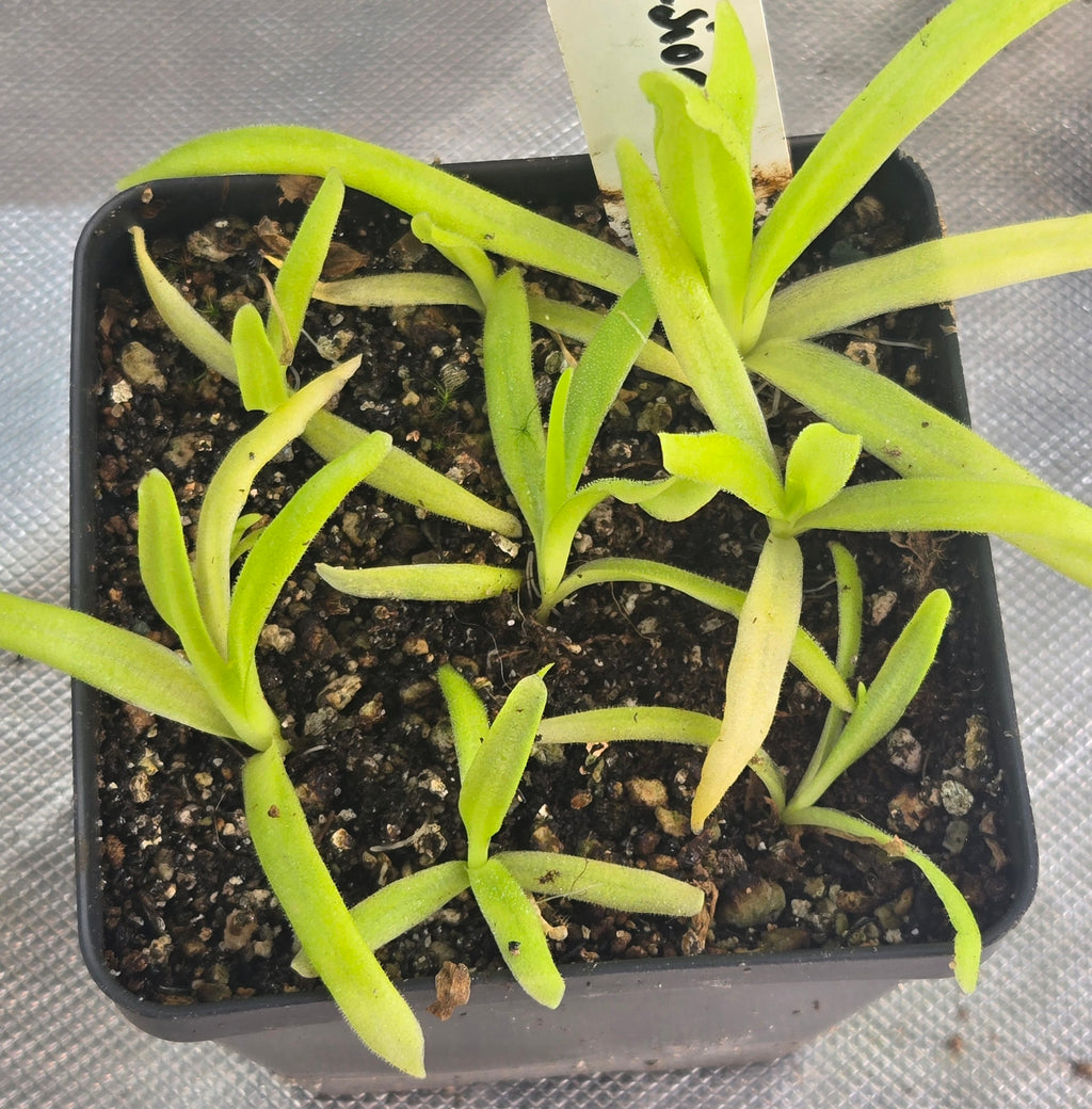 Pot of young Pinguicula 'Apasionada' butterworts with thin yellow-green leaves