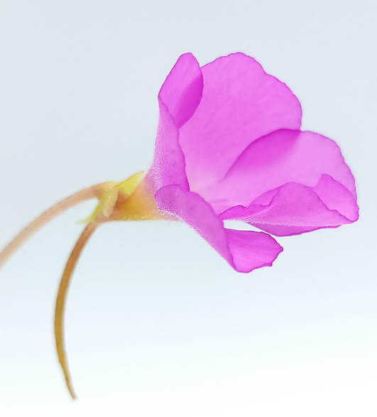 Side view of a pink Pinguicula 'Apasionada' butterwort flower with a long spur
