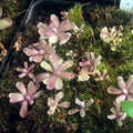 Tiny Pinguicula 'Baby Medusa' butterwort rosettes with narrow, spoon-tipped, lilac-pink leaves growing in moss