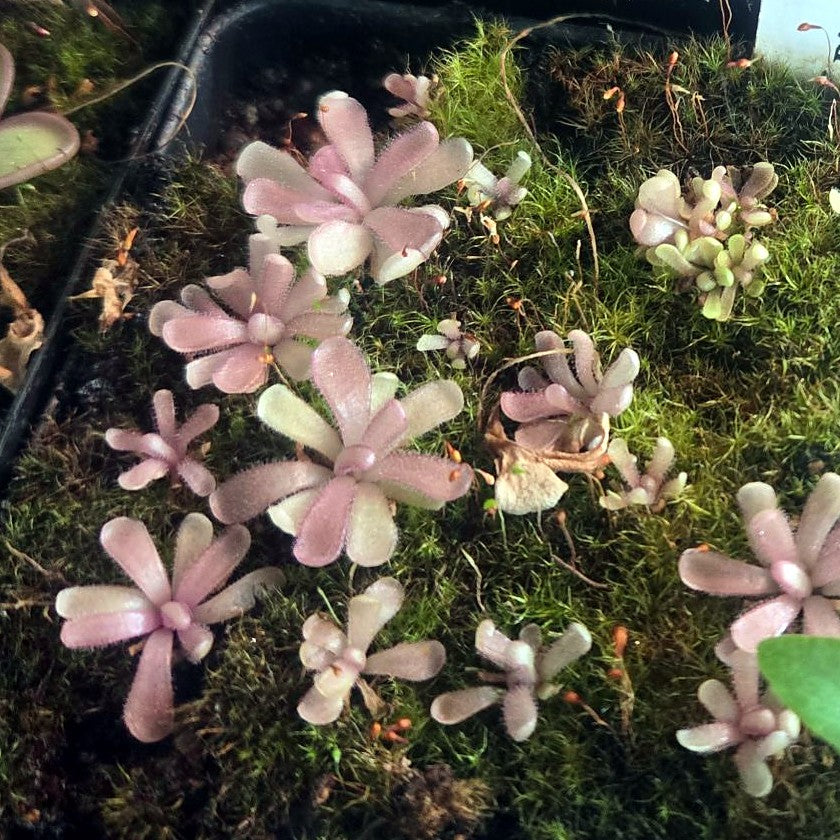 Tiny Pinguicula 'Baby Medusa' butterwort rosettes with narrow, spoon-tipped, lilac-pink leaves growing in moss