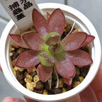 Pinguicula 'BCP Crystal' butterwort in a white pot, deep maroon-red leaves around a green centre