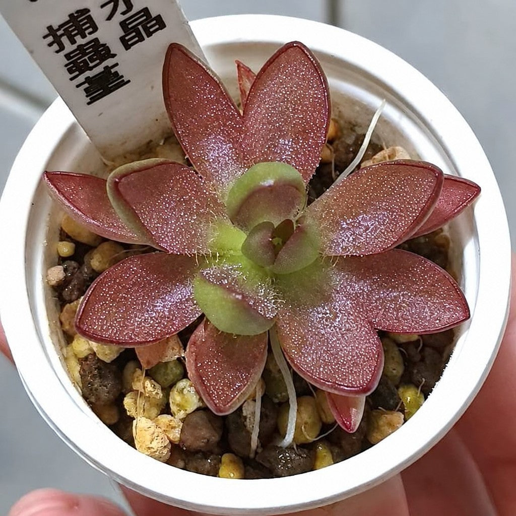 Pinguicula 'BCP Crystal' butterwort in a white pot, deep maroon-red leaves around a green centre