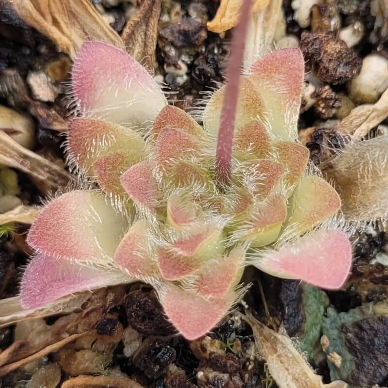Pinguicula 'BCP Crystal' butterwort with hairy, pink-tipped leaves and a flower stalk