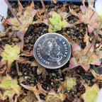 Small Pinguicula 'BCP Crystal' butterworts around a coin for scale