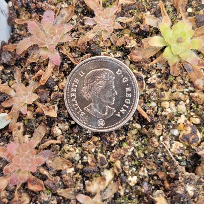 Tiny Pinguicula 'BCP Crystal' butterworts beside a coin for scale