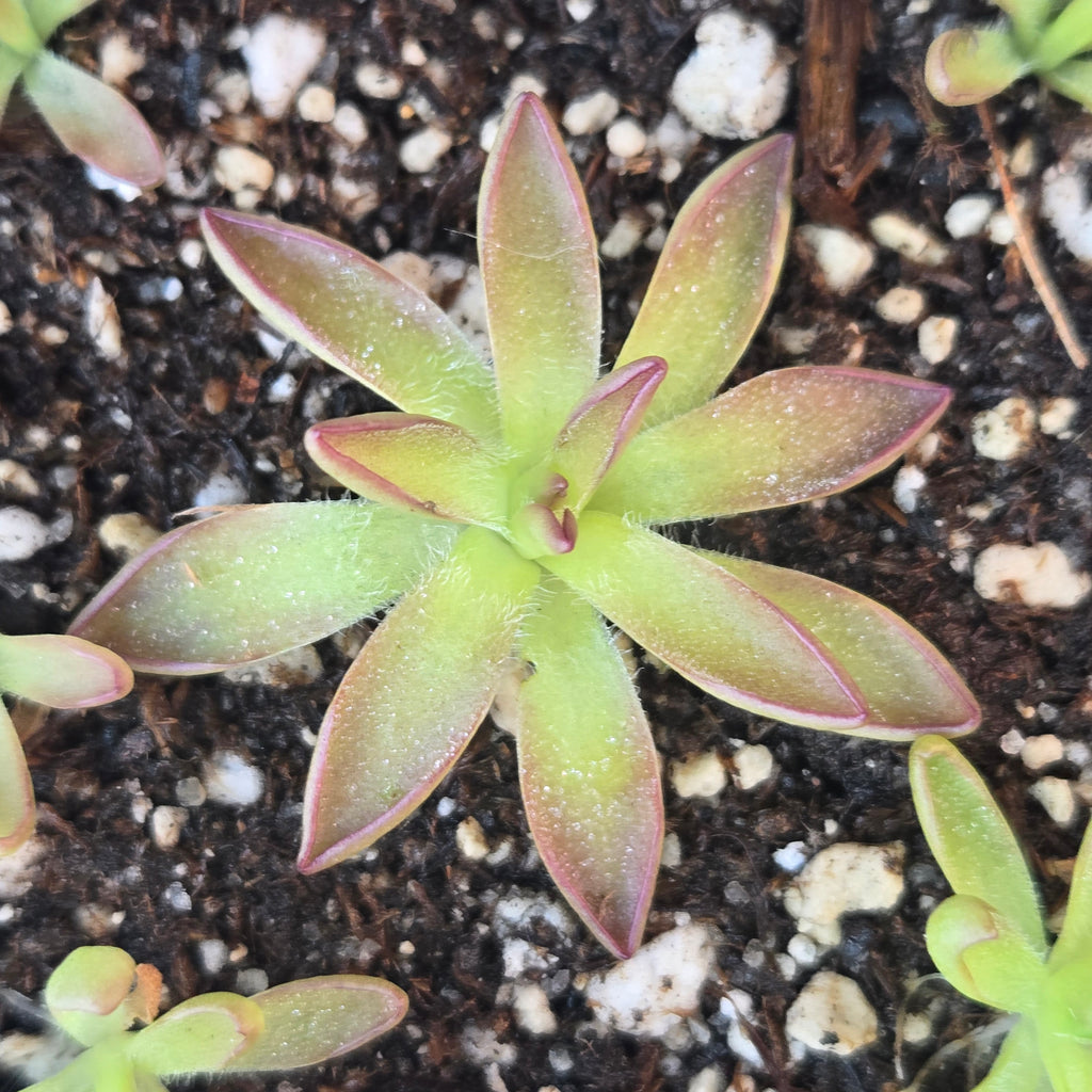 Pinguicula 'BCP Crystal' butterwort, a star of narrow green leaves flushed maroon-red