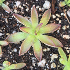 Pinguicula 'BCP Crystal' butterwort, a star of narrow green leaves flushed maroon-red