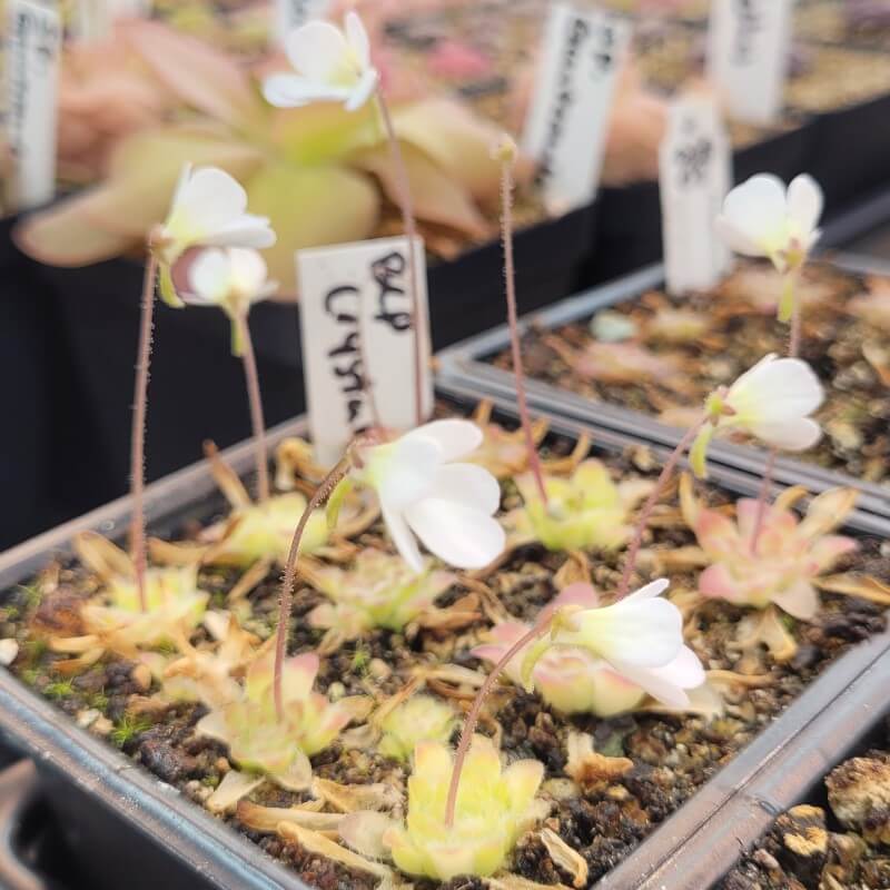 Pinguicula 'BCP Crystal' butterworts flowering in nursery pots with white blooms