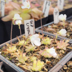 Pinguicula 'BCP Crystal' butterworts flowering in nursery pots with white blooms