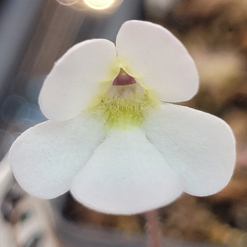 White flower with a green throat on a Pinguicula 'BCP Crystal' butterwort