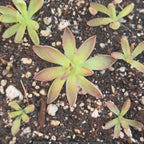 Young Pinguicula 'BCP Crystal' butterworts with elongated leaves on dark soil