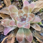 Close-up of a Pinguicula 'BCP Crystal' butterwort with fuzzy pink and green leaves