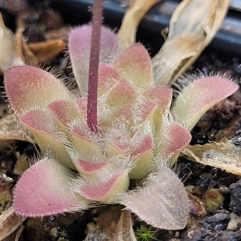Side view of a Pinguicula 'BCP Crystal' butterwort with stout, hairy red-tipped leaves