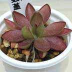 Mature Pinguicula 'BCP Crystal' butterwort with elongated maroon leaves in a white pot