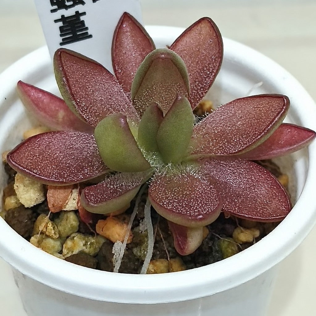 Mature Pinguicula 'BCP Crystal' butterwort with elongated maroon leaves in a white pot