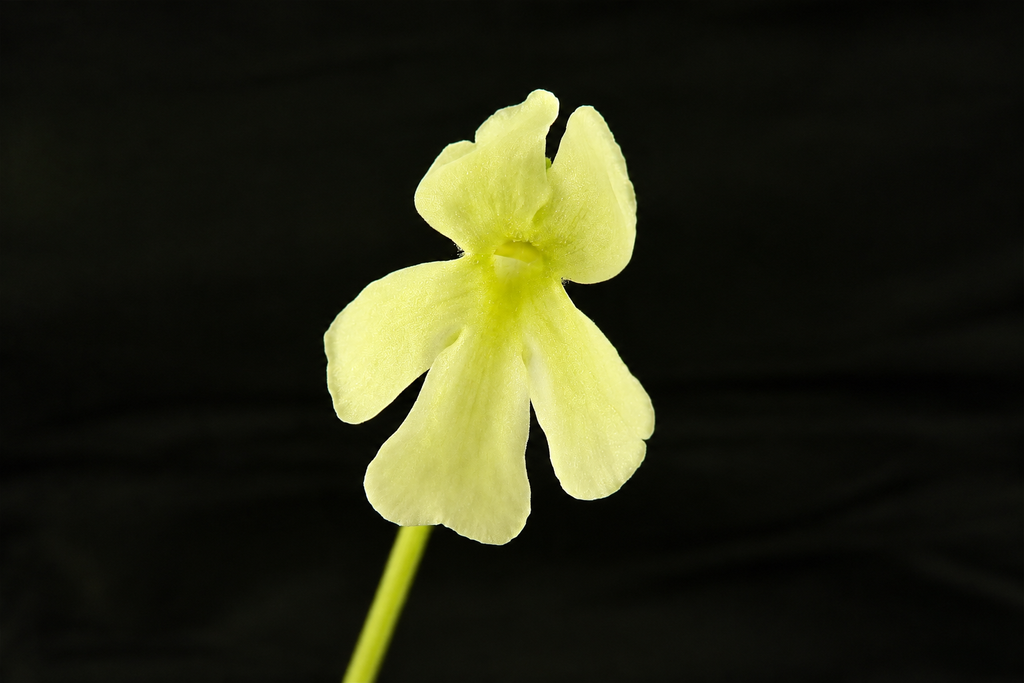 Pale yellow flower of a Pinguicula 'BCP Golden Eye' butterwort on a black background