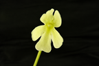 Pale yellow flower of a Pinguicula 'BCP Golden Eye' butterwort on a black background
