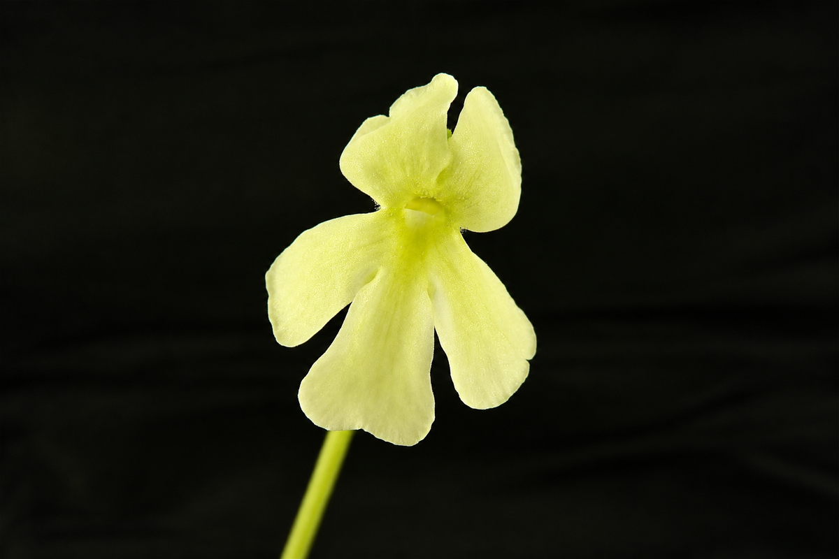 Pale yellow flower of a Pinguicula 'BCP Golden Eye' butterwort on a black background
